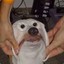doggo