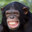 chimp's Avatar