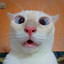 AMOS_58