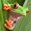 tvfrosch