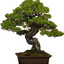 Bonsai