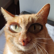 dode's avatar