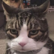 小树不倒我不倒