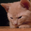 Imakittycatmeow