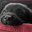 puppyboy revvy