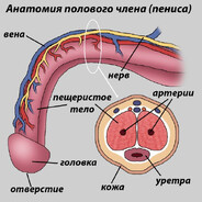 mr.месячные