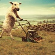 m@dsh33p - steam id 76561197971075274