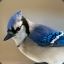 Bluejay712