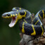 Serpente