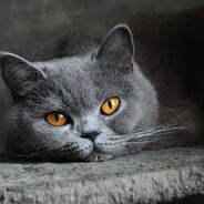 холостяк
