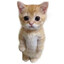 el gato