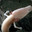 olm