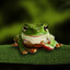 Avatar of player big frog.