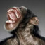 Monkey ツ