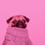 puglorb