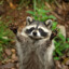 Avatar of Just A Raccoon