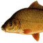 karpie