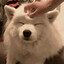 ((Tato ))