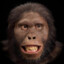 australopithecus