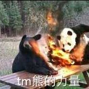 TM熊的力量