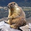 ImpactedMarmot