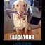 labrathor9