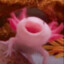 The Angry Axolotl