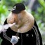 Monkey Marcin 2115