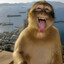 Erizo_monkey