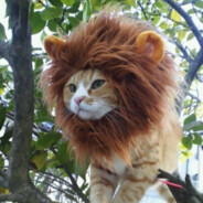 pablo kot lef WIN.SKIN g4skins