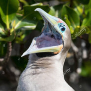 Red-Footed Booby