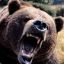 [BEAR] Grizzly Bearon