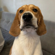 谢谢你比格犬𓅿𓅹