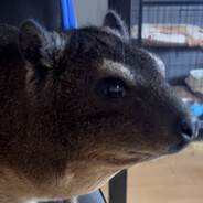 LennyLügner avatar