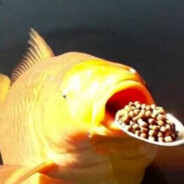 Gluttonous Fish