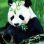 invasive-panda