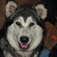 Malamute_luv