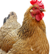 兄弟姐妹come on我们一起