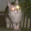 lasercat