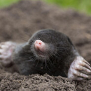 Just_A_Mole