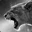 RawW_TiGeR