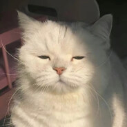 困倦猫猫头