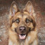 Maxshep G-Shep