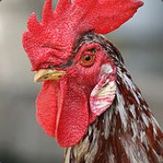 Player Avatar