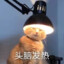 吃猹的瓜