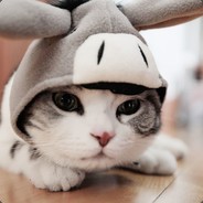 落樱缤纷喵独舞