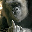 Macaco