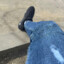cosmin_