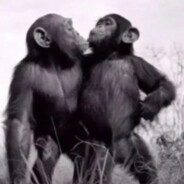 是郁金香还是我的阴金