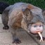 Docile Wombat